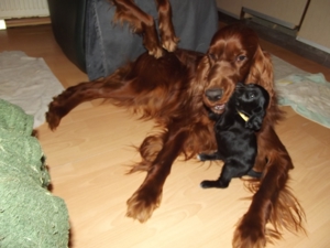 Irish- Englich - Setterwelpen Bild 4