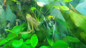 Skalare Platinum blau sehr schöne Färbung Bild 7