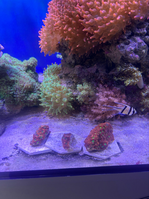 meerwasser korallen Bild 2