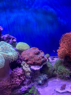 meerwasser korallen Bild 3