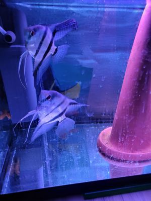 Skalare Platinum blau sehr schöne Färbung Bild 4