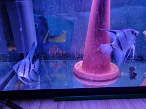 Skalare Platinum blau sehr schöne Färbung Bild 2