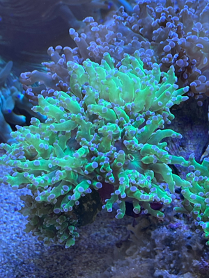 Meerwasser verschiedene Korallen Bild 3
