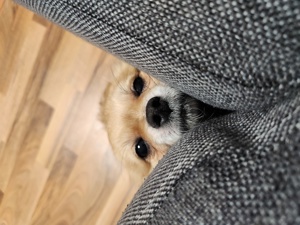 Chihuahua Rüde Bild 1