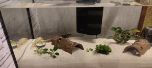 Axoloten mit Aquarium  Bild 4