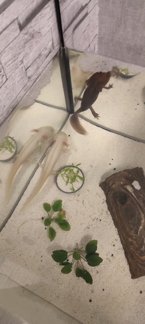 Axoloten mit Aquarium  Bild 3