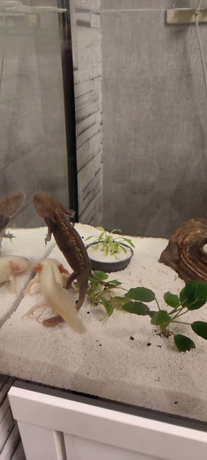 Axoloten mit Aquarium  Bild 2