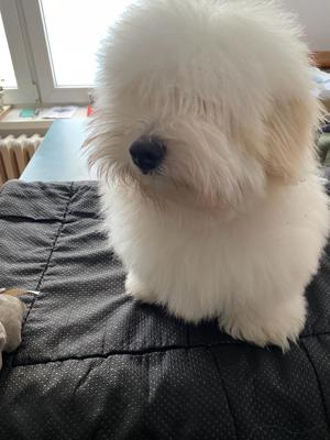 Einen 100% reinrassigen Coton de Tulear Rüde