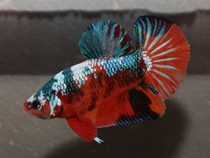 Kampffisch - Betta splendens - Betta Candy Koi Nemo