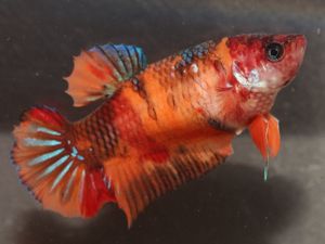 Kampffisch - Betta splendens - Betta Nemo Koi