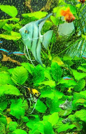 Skalare Platinum blau sehr schöne Färbung Bild 3