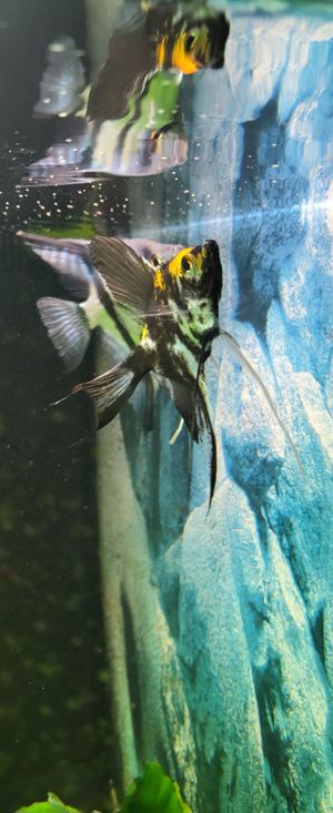 Skalare Platinum blau sehr schöne Färbung Bild 5