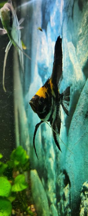 Skalare Platinum blau sehr schöne Färbung Bild 6