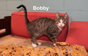 Bobby und Sue Ellen , 2 Kitten , suchen ein Zuhause Bild 6