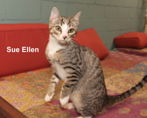 Bobby und Sue Ellen , 2 Kitten , suchen ein Zuhause Bild 1