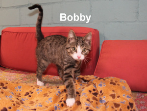 Bobby und Sue Ellen , 2 Kitten , suchen ein Zuhause Bild 5