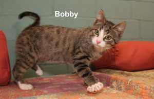 Bobby und Sue Ellen , 2 Kitten , suchen ein Zuhause Bild 4