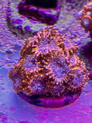 zoas korallen ableger anfänger  Bild 4