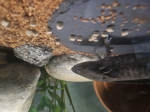 Fünf Axolotel mit Aquarium zu verkaufen  Bild 1