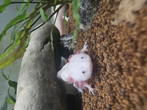 Fünf Axolotel mit Aquarium zu verkaufen  Bild 3