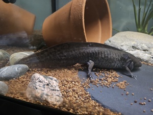 Fünf Axolotel mit Aquarium zu verkaufen  Bild 2