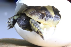 Griechische Landschildkröten eigene Aufzucht