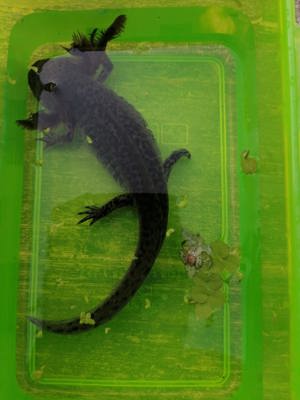 Axolotl Bild 10