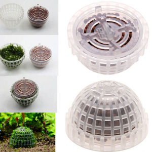 Moosbälle mit oder ohne Moos Bild 2