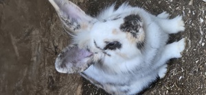Kaninchen Weiblich Bild 1