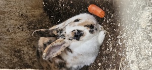 Kaninchen Weiblich Bild 2