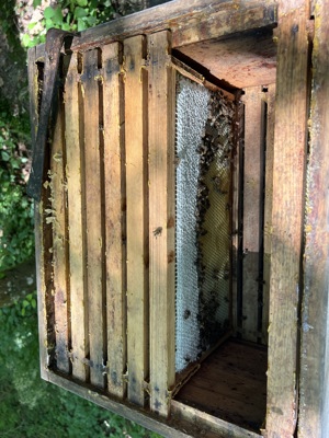Bienen-Honig im 12,5 kg Eimer zu verkaufen Bild 2
