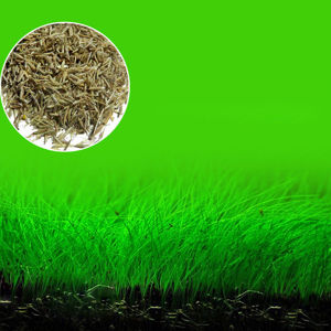 Grassamen L