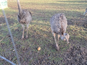 Nandu, Nanduhahn 3 und 4 jährig