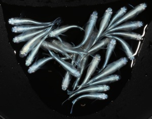 Oryzias latipes - Medaka Miyuki Blue   Iron Mask Eier Miniteich Bild 2