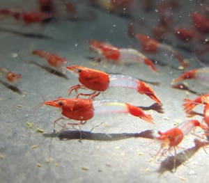 Red Rili Sakura Garnele - Neocaridina davidi - Aquarium - Nano Bild 2