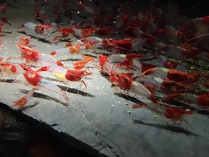 Red Rili Sakura Garnele - Neocaridina davidi - Aquarium - Nano Bild 5