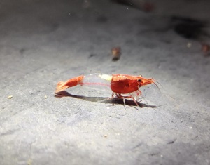 Red Rili Sakura Garnele - Neocaridina davidi - Aquarium - Nano Bild 4