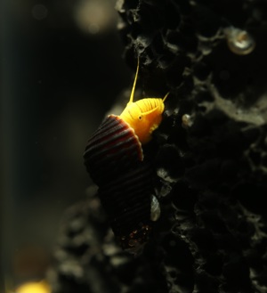 Tylomelania sp. Mini Yellow - Sulawesi Turmdeckelschnecke Bild 2