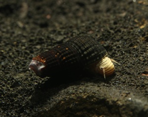 Tylomelania sp. Mini Yellow - Sulawesi Turmdeckelschnecke