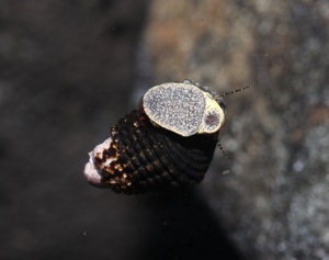 Tylomelania sp. Mini Yellow - Sulawesi Turmdeckelschnecke Bild 6