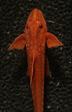 Roter Hexenwels - Leliella sp. Rot - Rineloricaria Bild 2
