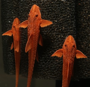 Roter Hexenwels - Leliella sp. Rot - Rineloricaria Bild 3