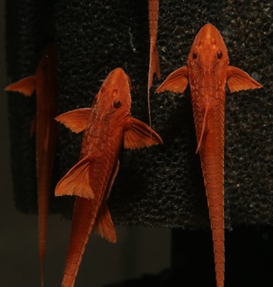 Roter Hexenwels - Leliella sp. Rot - Rineloricaria