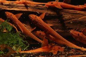 Roter Hexenwels - Leliella sp. Rot - Rineloricaria Bild 7