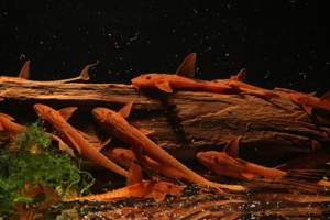 Roter Hexenwels - Leliella sp. Rot - Rineloricaria Bild 6