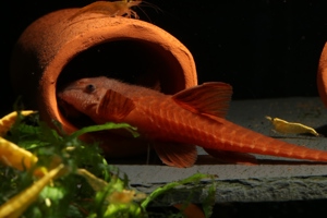 Roter Hexenwels - Leliella sp. Rot - Rineloricaria Bild 5