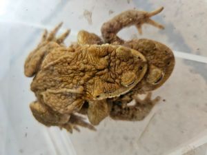 Adulte Erdkröten Bild 8