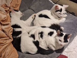 Gini-bezauberndes Katzenmädchen sucht Zuhause Bild 8