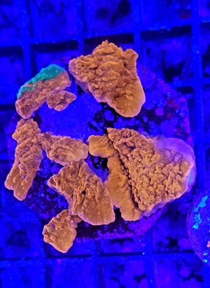Korallen Acropora  Montipora Grafted Meerwasser Bartkoralle Bild 8