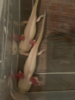 Geschlechtsreife Axolotl Wasserdrachen Molch Amphibien Weißlinge und Albinos Bild 3
